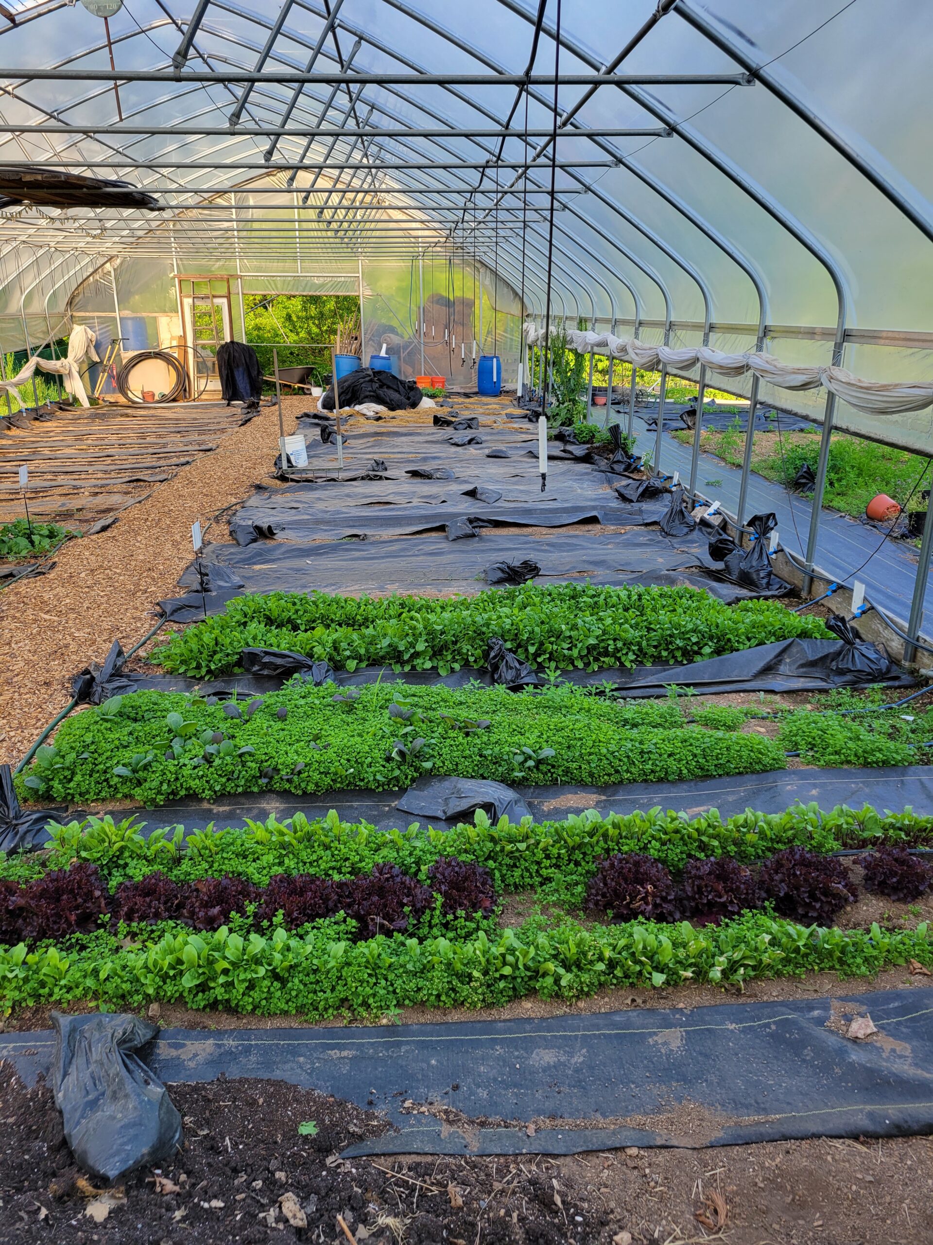 Greenhouse interior showcasing rows of vibrant leafy greens, including various types of lettuce and herbs, grown on black landscape fabric. The structure features a transparent roof, allowing sunlight to filter in, with gardening tools and supplies visible in the background.