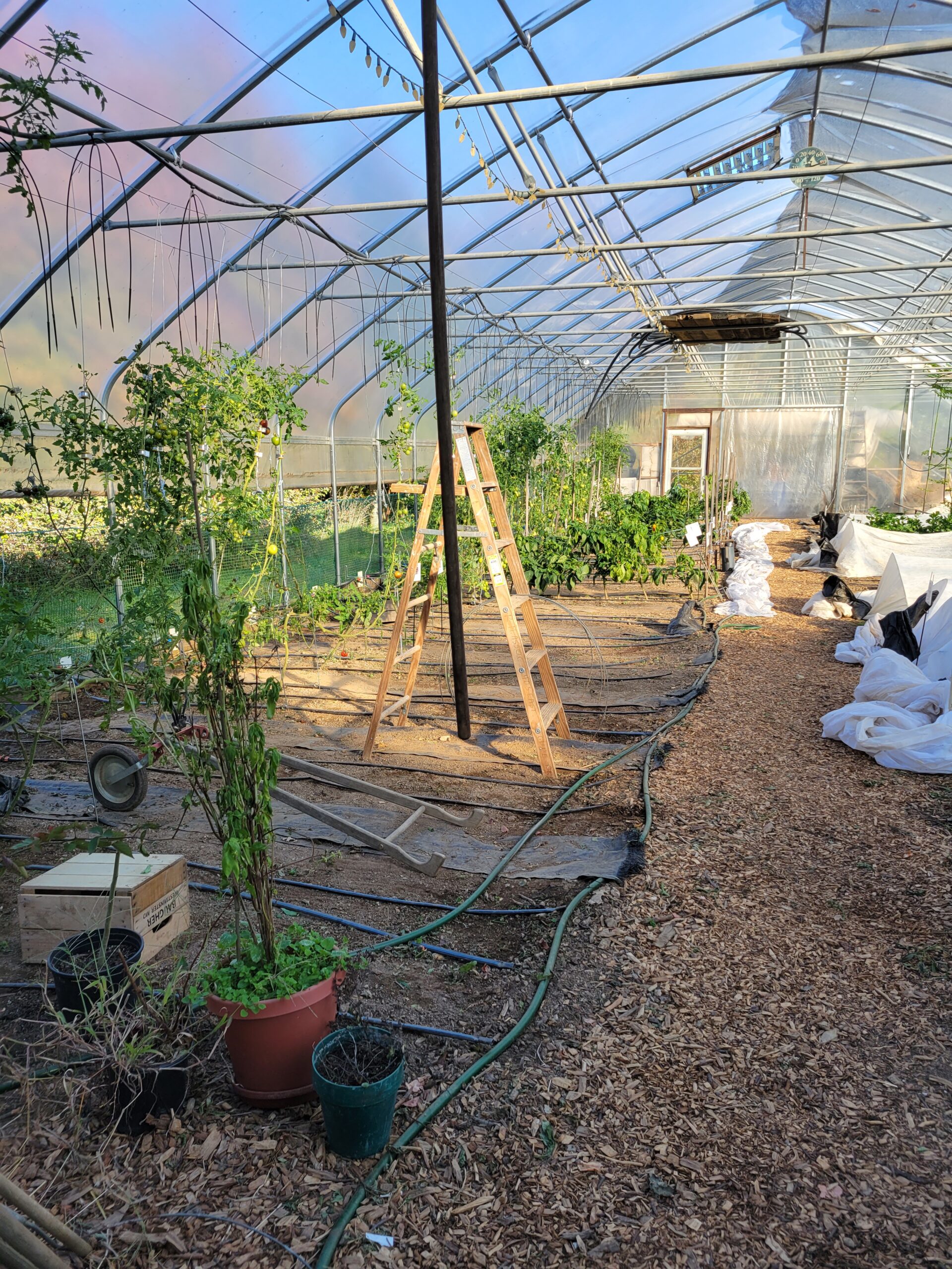 Interior of a greenhouse featuring various plants, a wooden ladder, and irrigation hoses. The space is well-lit with clear plastic panels, showcasing a productive gardening environment.