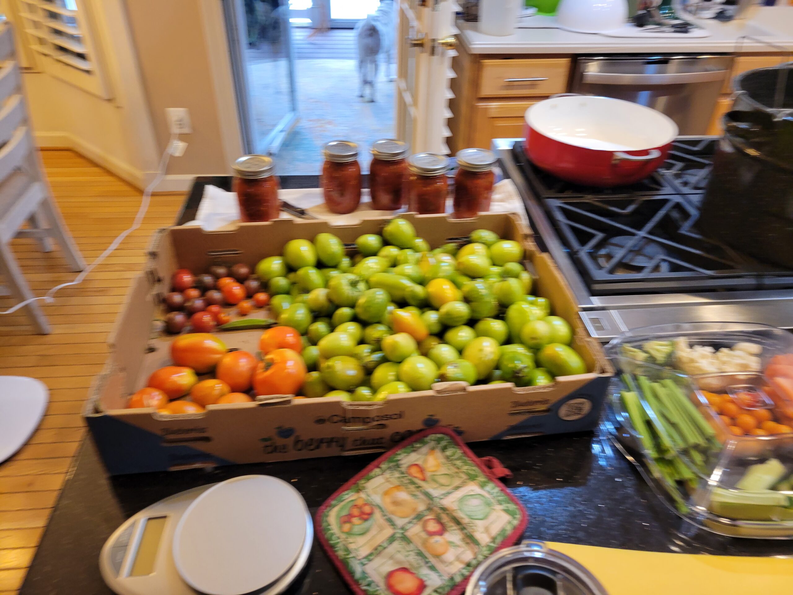 A wooden kitchen countertop displays a large box filled with various tomatoes, including green and orange varieties, alongside jars of homemade tomato sauce. A kitchen scale and a tray of chopped vegetables, including celery and carrots, are also visible, with a glimpse of a dog in the background.