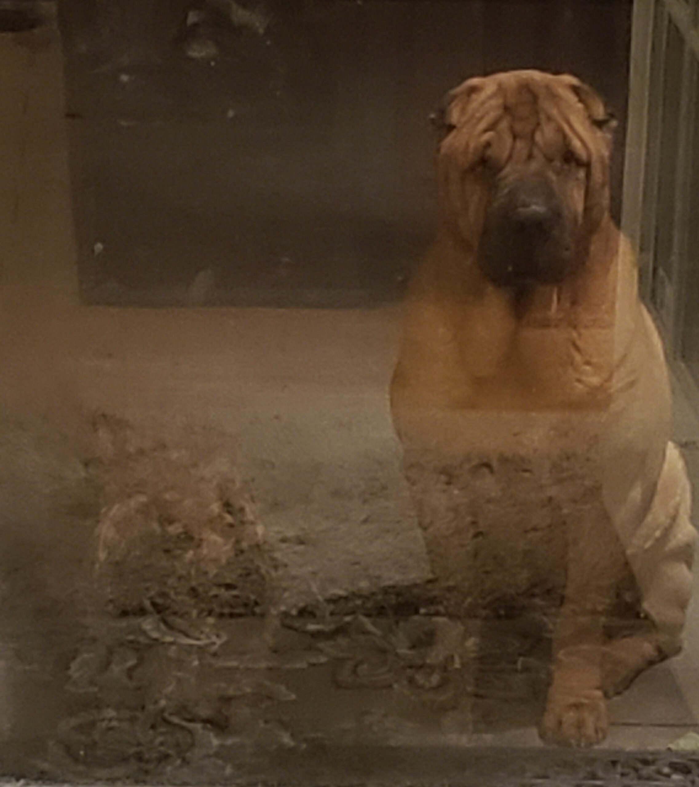 Shar Pei dog sitting behind glass, showcasing its distinctive wrinkled skin and calm demeanor, with a blurred background.