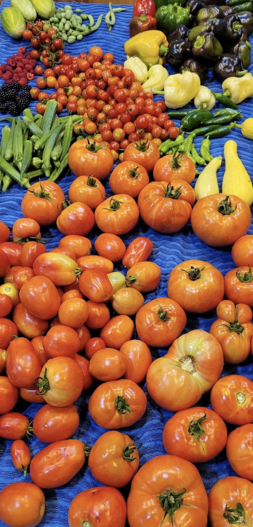 Douglas Davis - IMG_6621 A vibrant display of fresh tomatoes, including various sizes and shapes, arranged on a blue cloth, surrounded by an assortment of other vegetables such as bell peppers, okra, and squash, showcasing a colorful harvest.