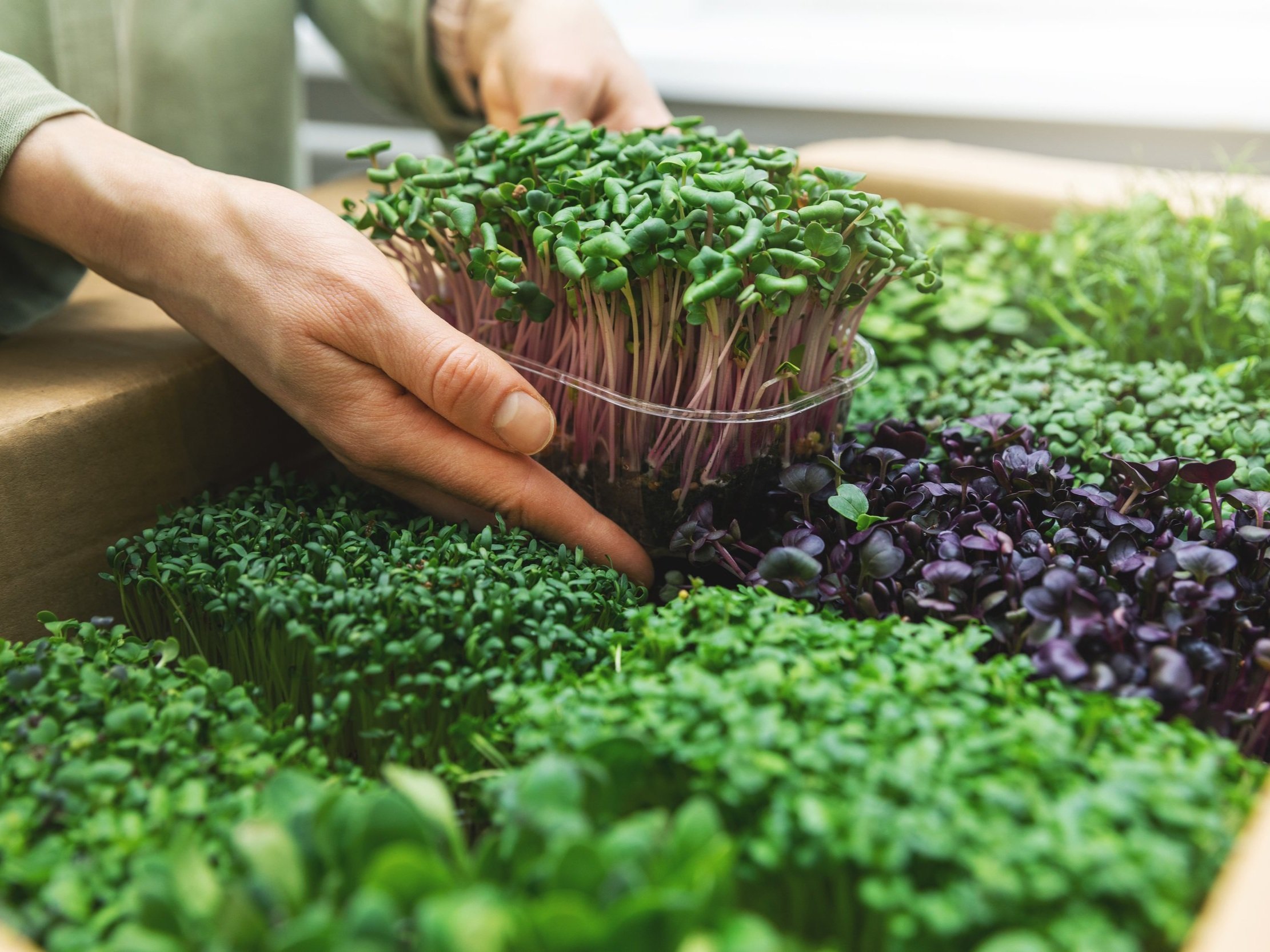 microgreens_hands_2 Person harvesting microgreens from a box filled with various types of fresh, vibrant sprouts, including green and purple varieties, highlighting urban gardening and sustainable food practices.