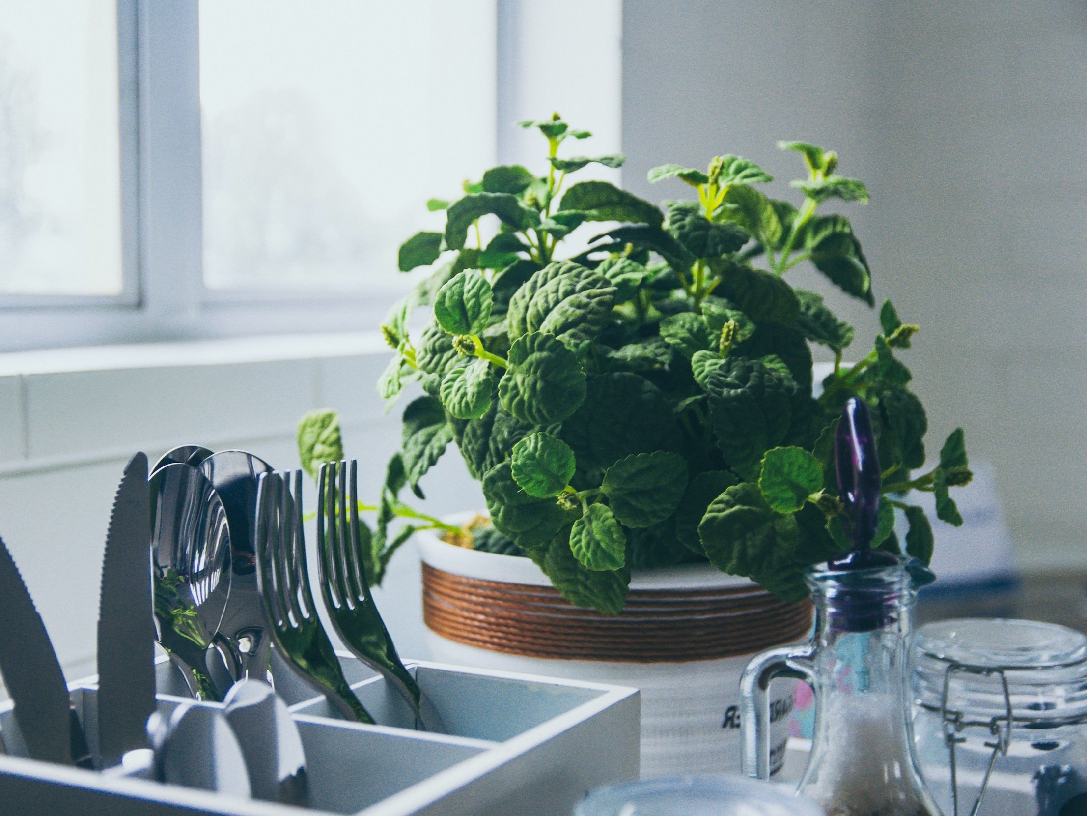 unsplash-image-HbSsikCxgds Close-up of a vibrant mint plant in a white pot, surrounded by kitchen utensils including forks, spoons, and a knife, highlighting a fresh and organized kitchen environment. Natural light filters through a nearby window, enhancing the greenery.