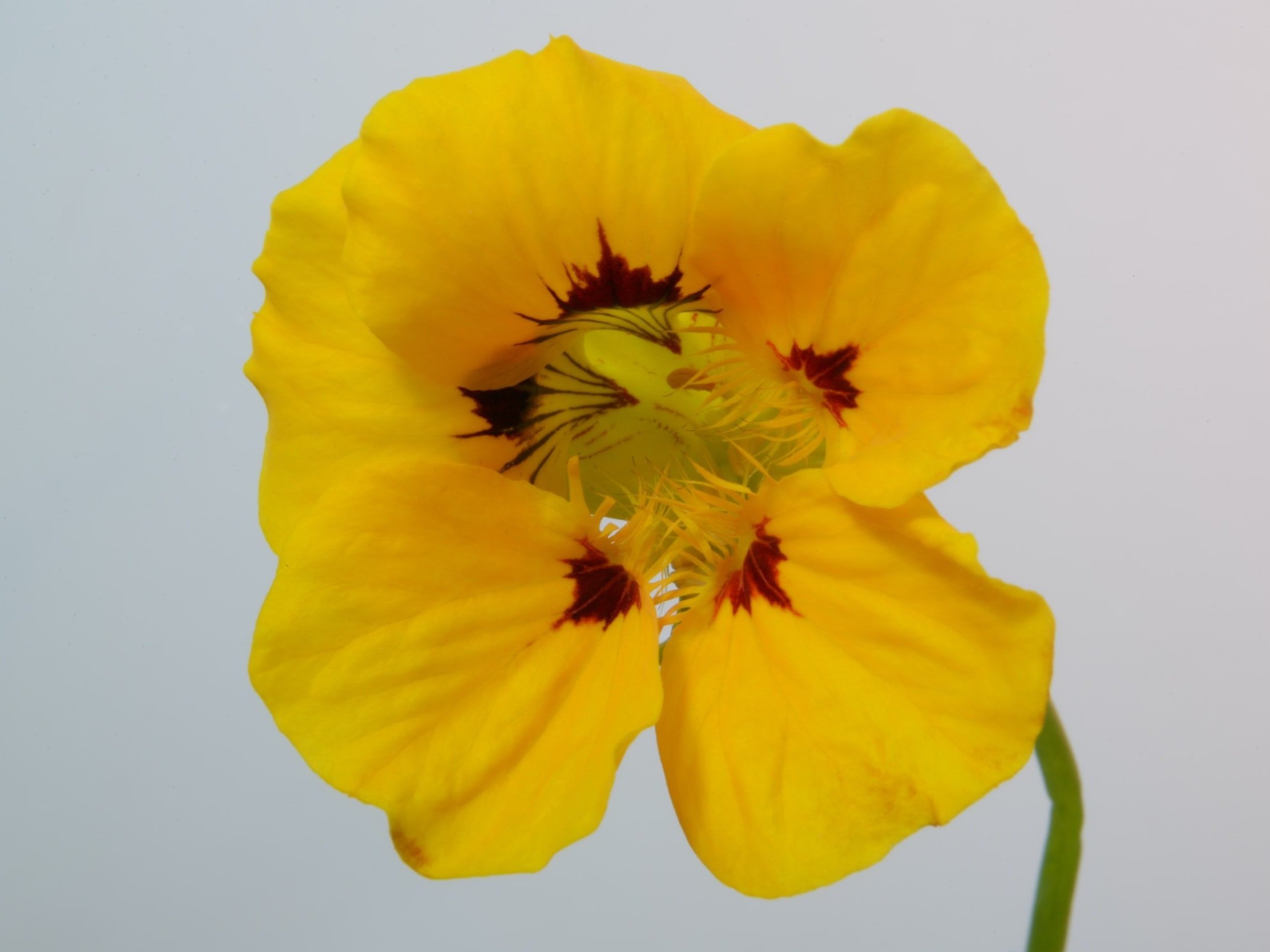 unsplash-image-sGhndiS4kN8 Bright yellow nasturtium flower with intricate red markings on its petals, showcasing its unique structure and vibrant colors against a neutral background. Ideal for gardening enthusiasts and floral photography.